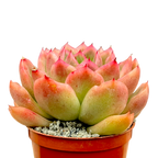 Echeveria 'Gilva'