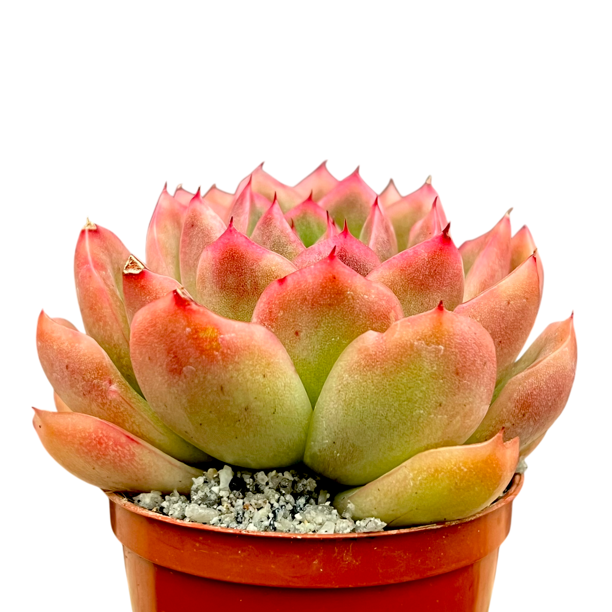 Echeveria 'Gilva'