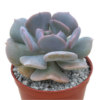 Echeveria 'Cubic Frost'