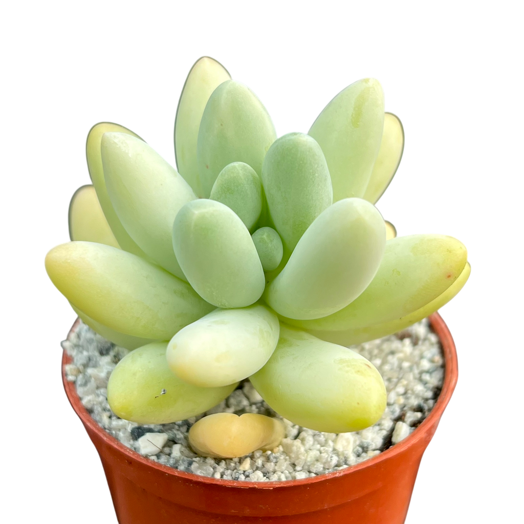 Pachyphytum oviferum x Sedum burrito