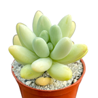Pachyphytum oviferum x Sedum burrito