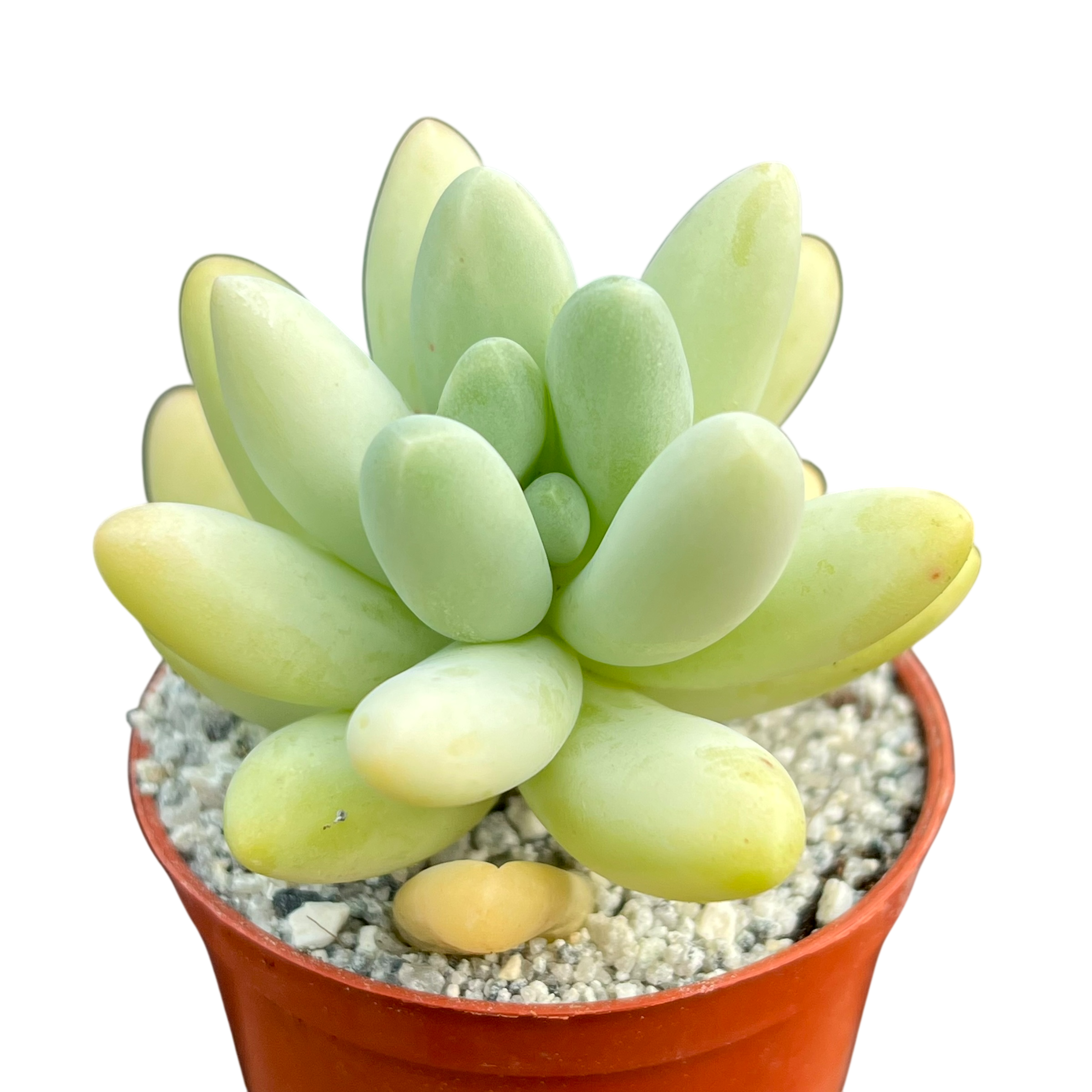 Pachyphytum oviferum x Sedum burrito