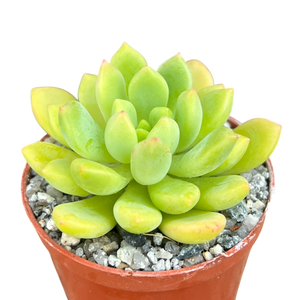 Echeveria amoena