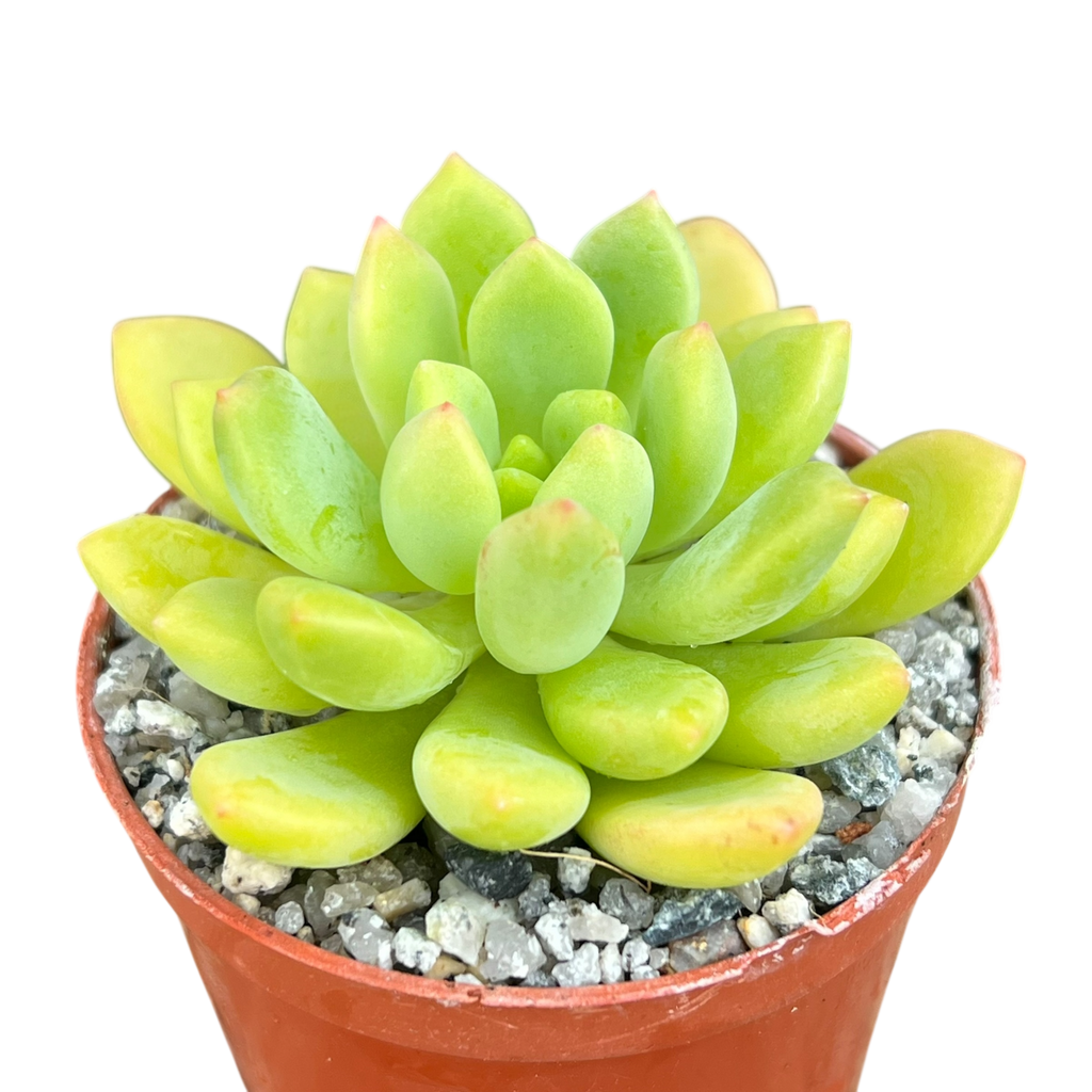 Echeveria amoena