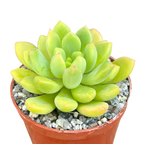 Echeveria amoena
