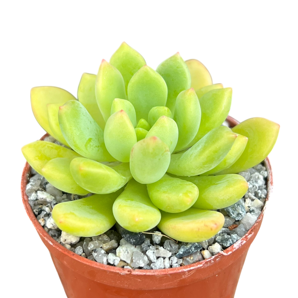 Echeveria amoena