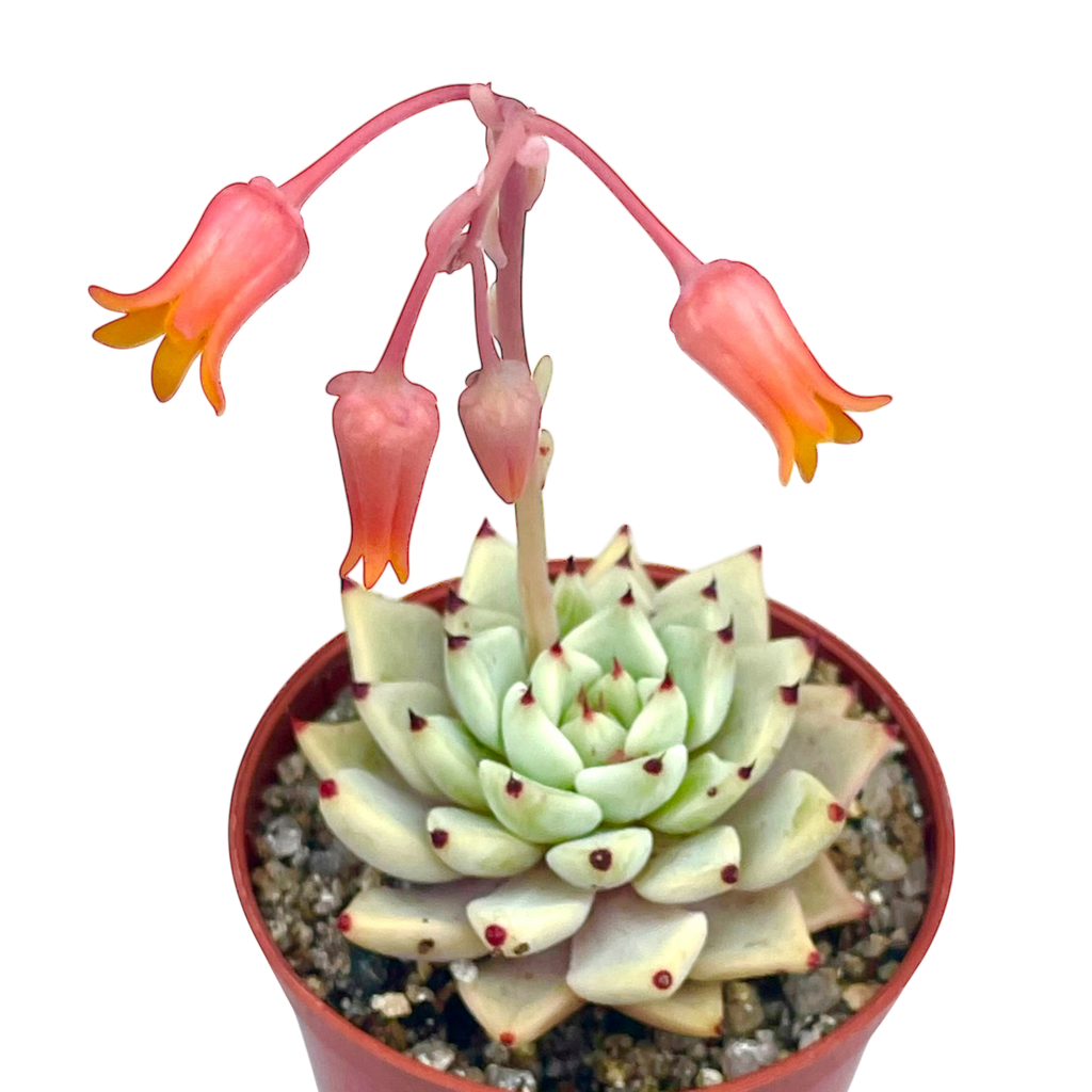 Echeveria cuspidata var. zaragoza