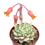 Echeveria cuspidata var. zaragoza