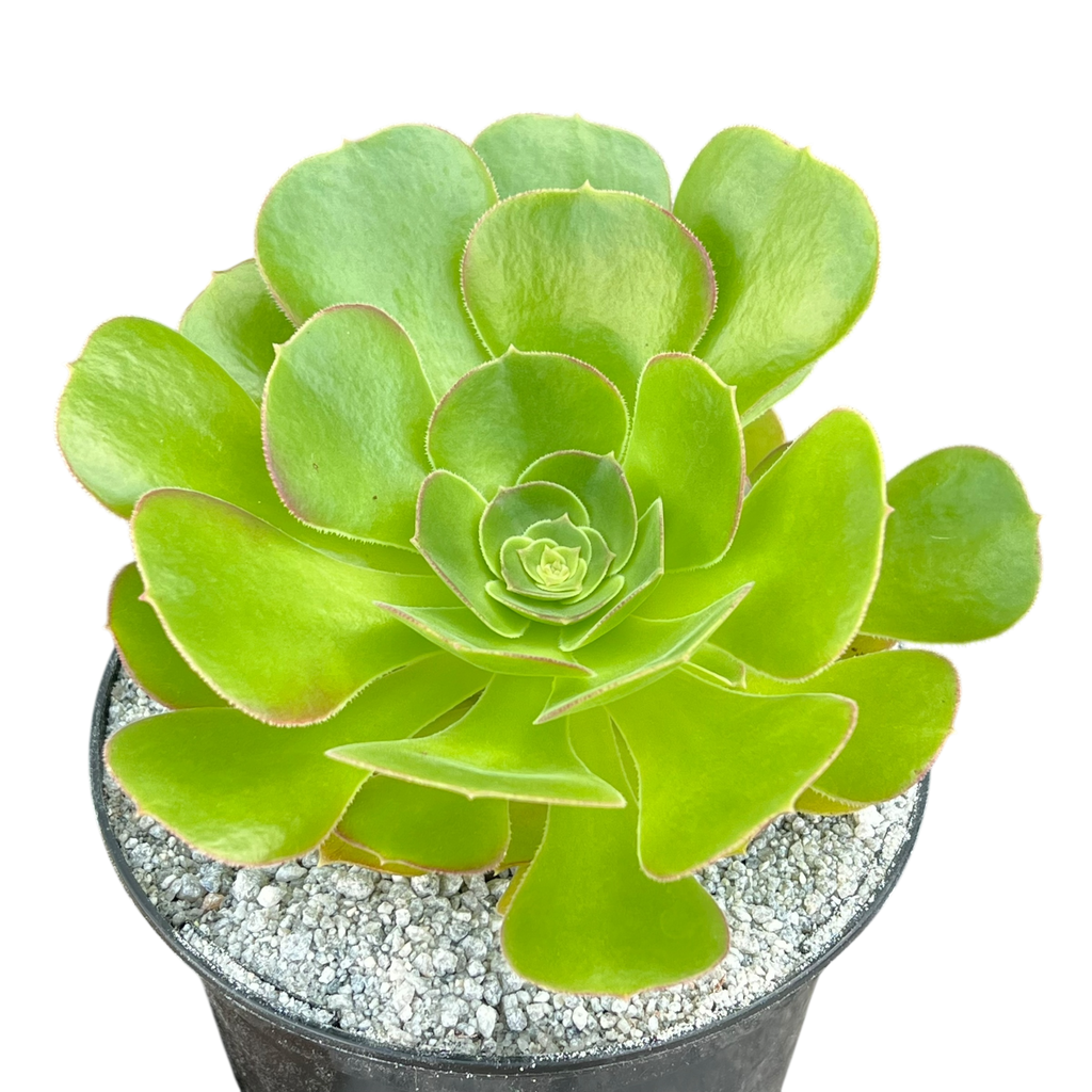 Aeonium 'Blushing Beauty'