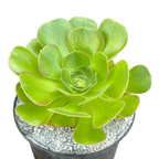 Aeonium 'Blushing Beauty'