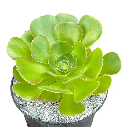Aeonium 'Blushing Beauty'