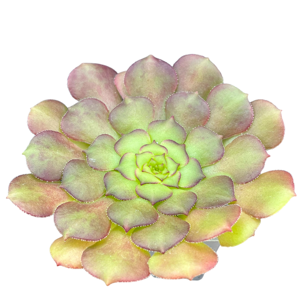 Aeonium glandulosum