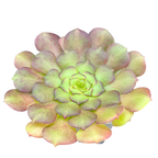 Aeonium glandulosum