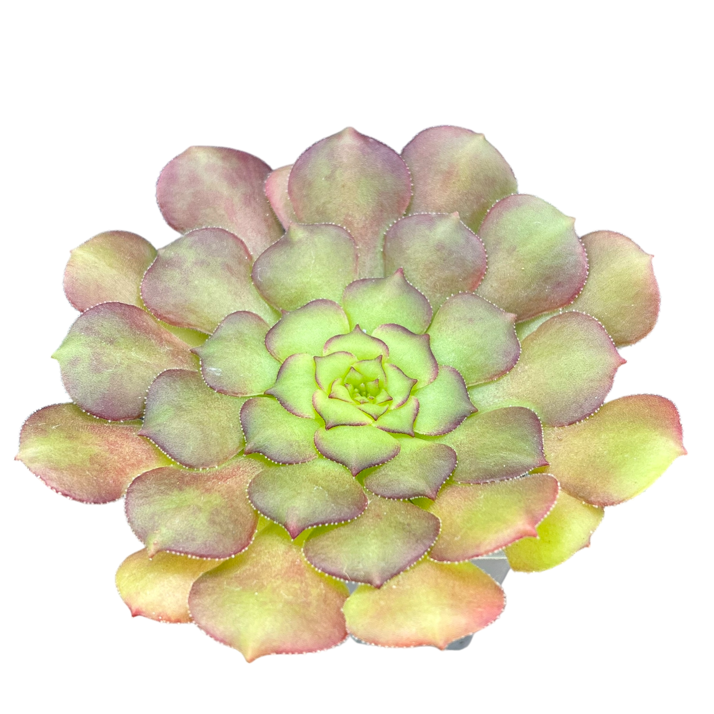 Aeonium glandulosum