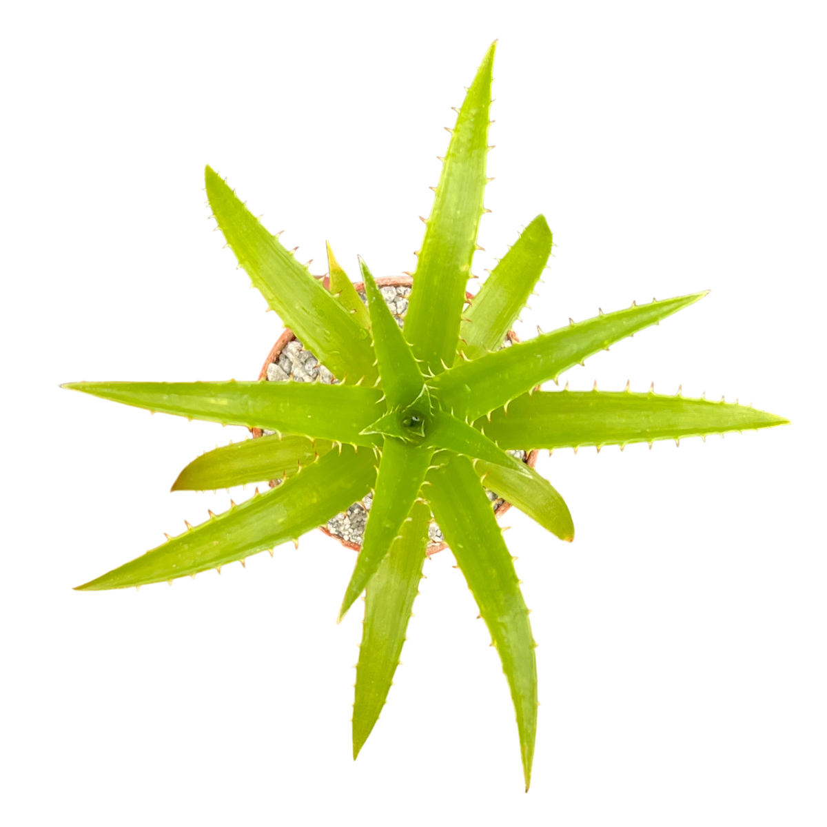 Puya mirabilis