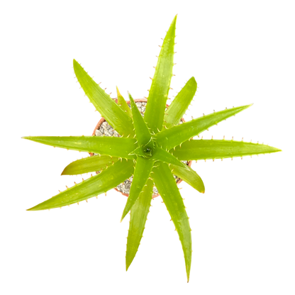 Puya mirabilis
