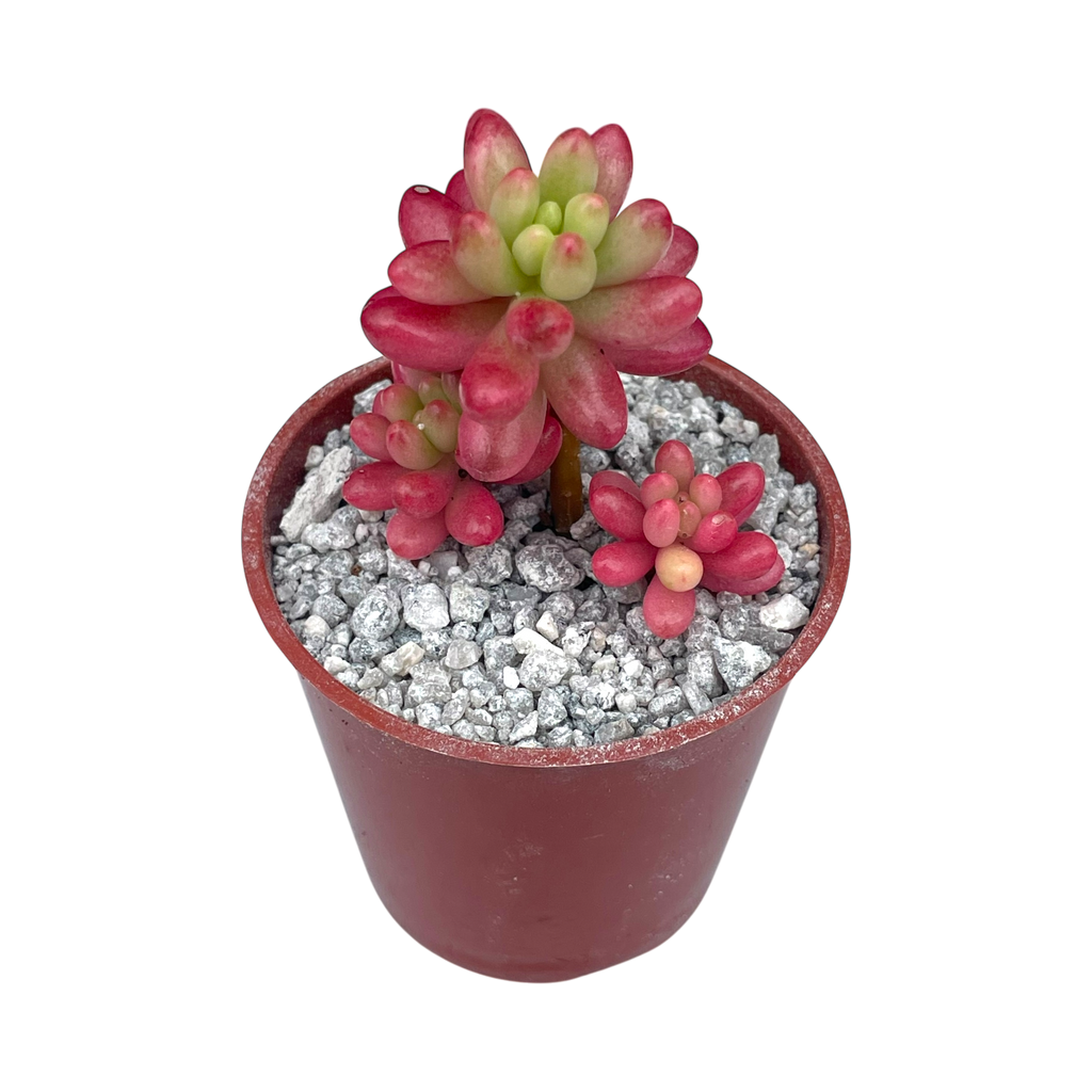 Sedum x rubrotinctum variegatum