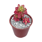 Sedum x rubrotinctum variegatum