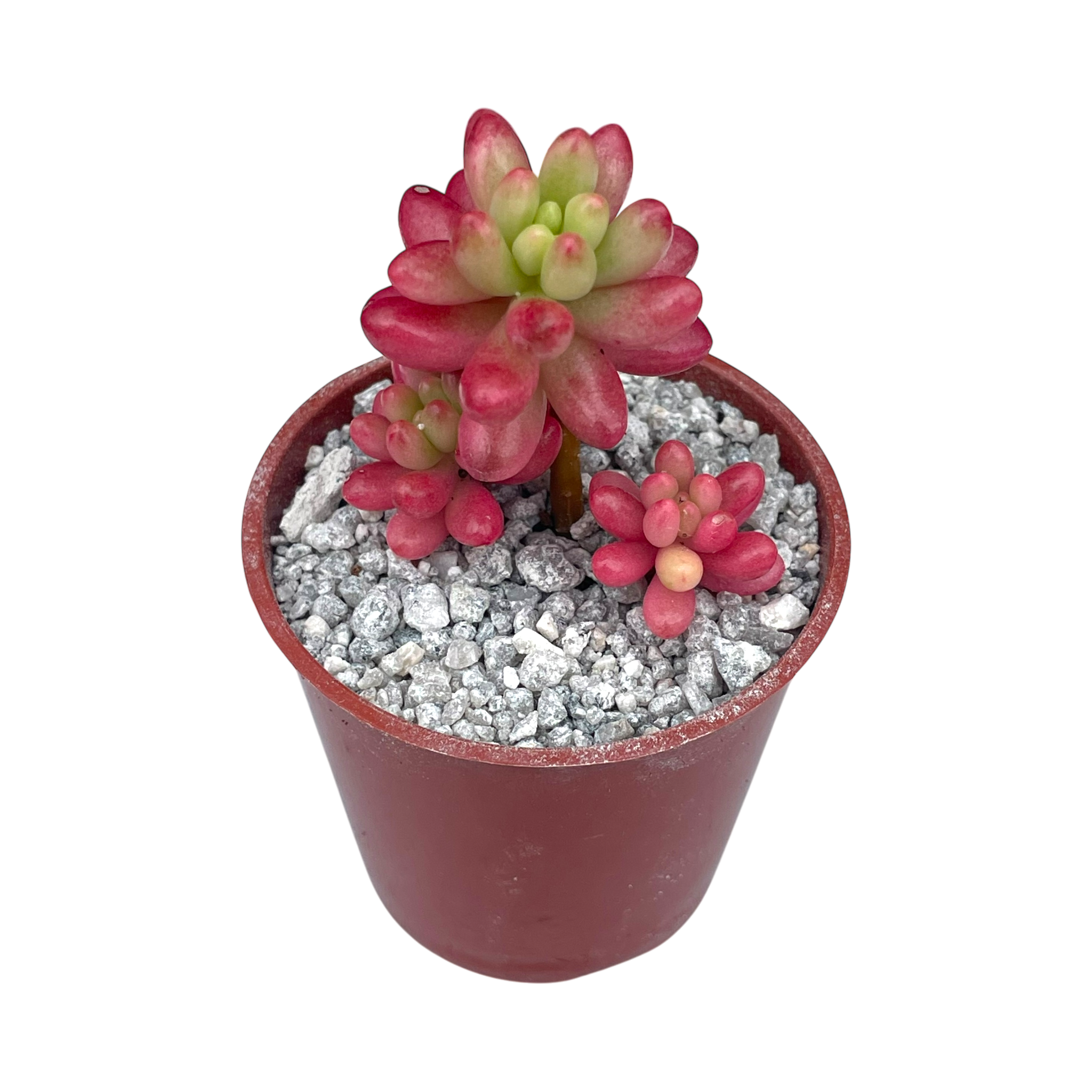 Sedum x rubrotinctum variegatum