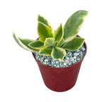 Aptenia cordifolia variegata