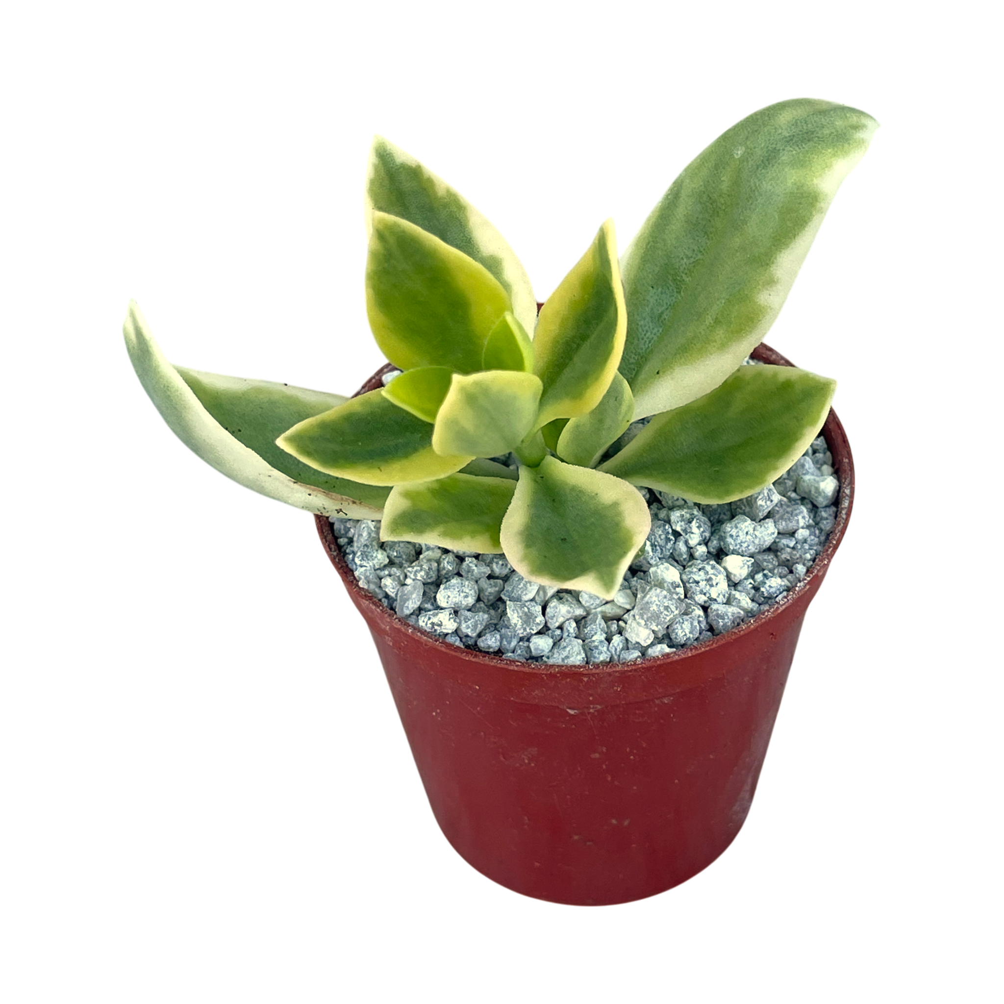 Aptenia cordifolia variegata