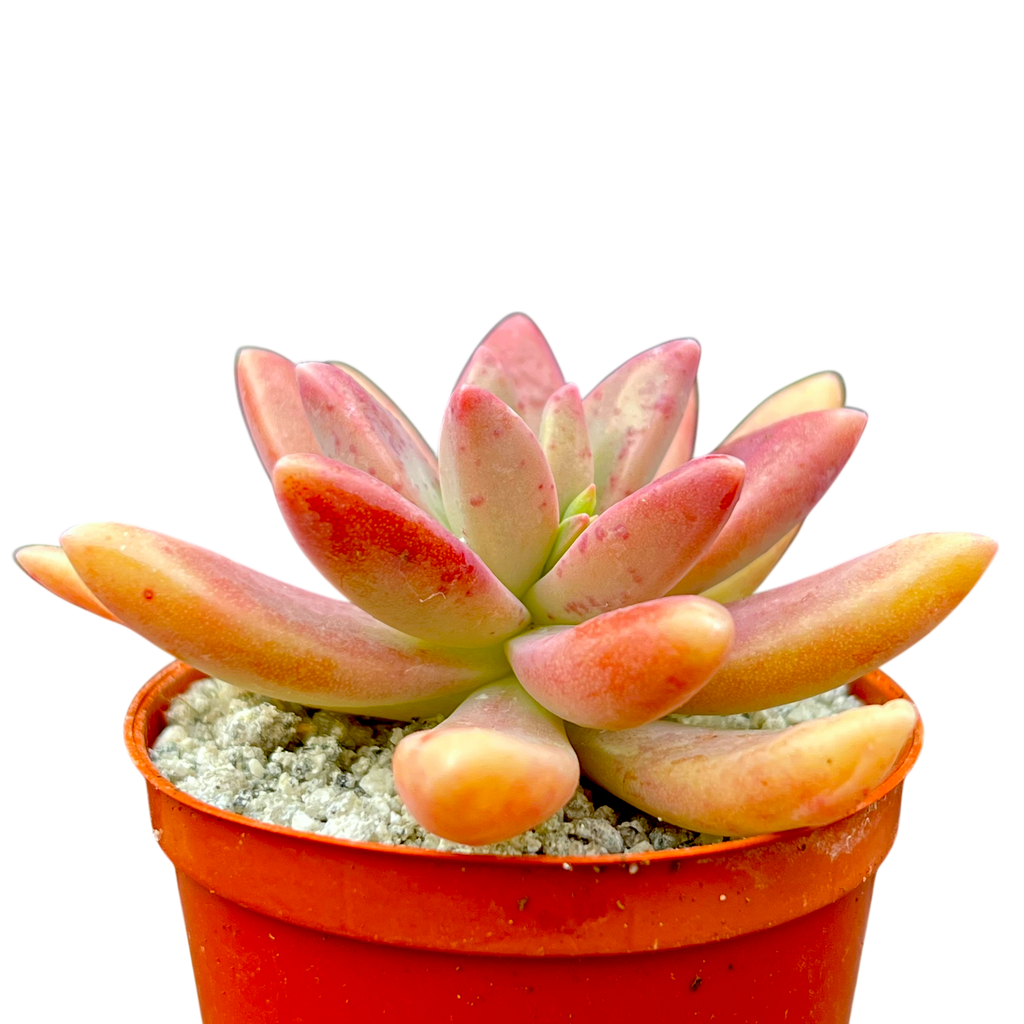 x Graptosedum 'Darley Sunshine'