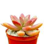 x Graptosedum 'Darley Sunshine'