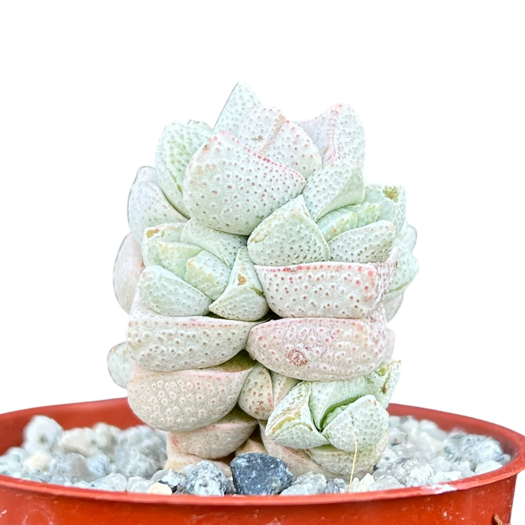Crassula deceptor