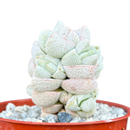 Crassula deceptor