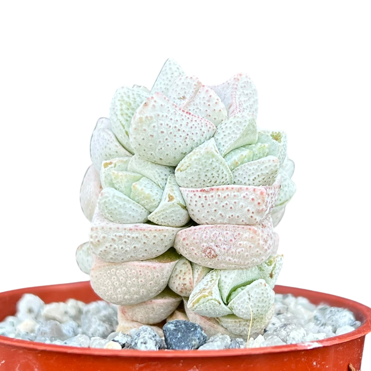 Crassula deceptor