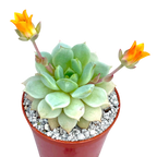 Echeveria derenbergii