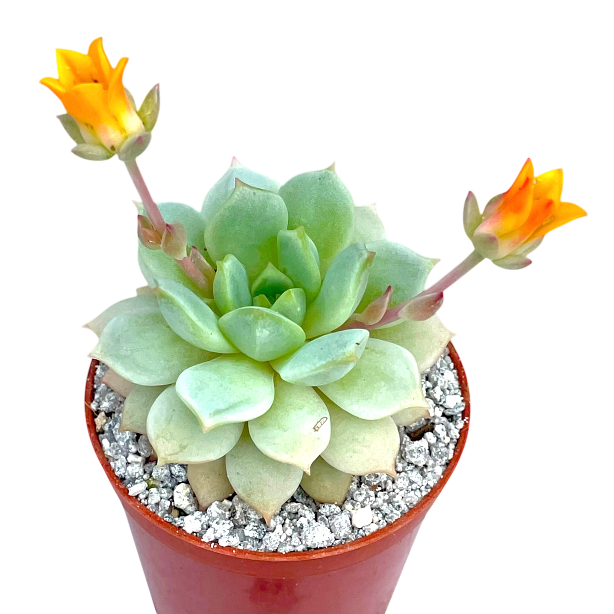 Echeveria derenbergii