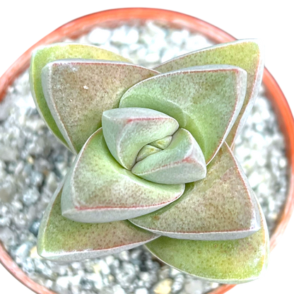 Crassula 'Moonglow'