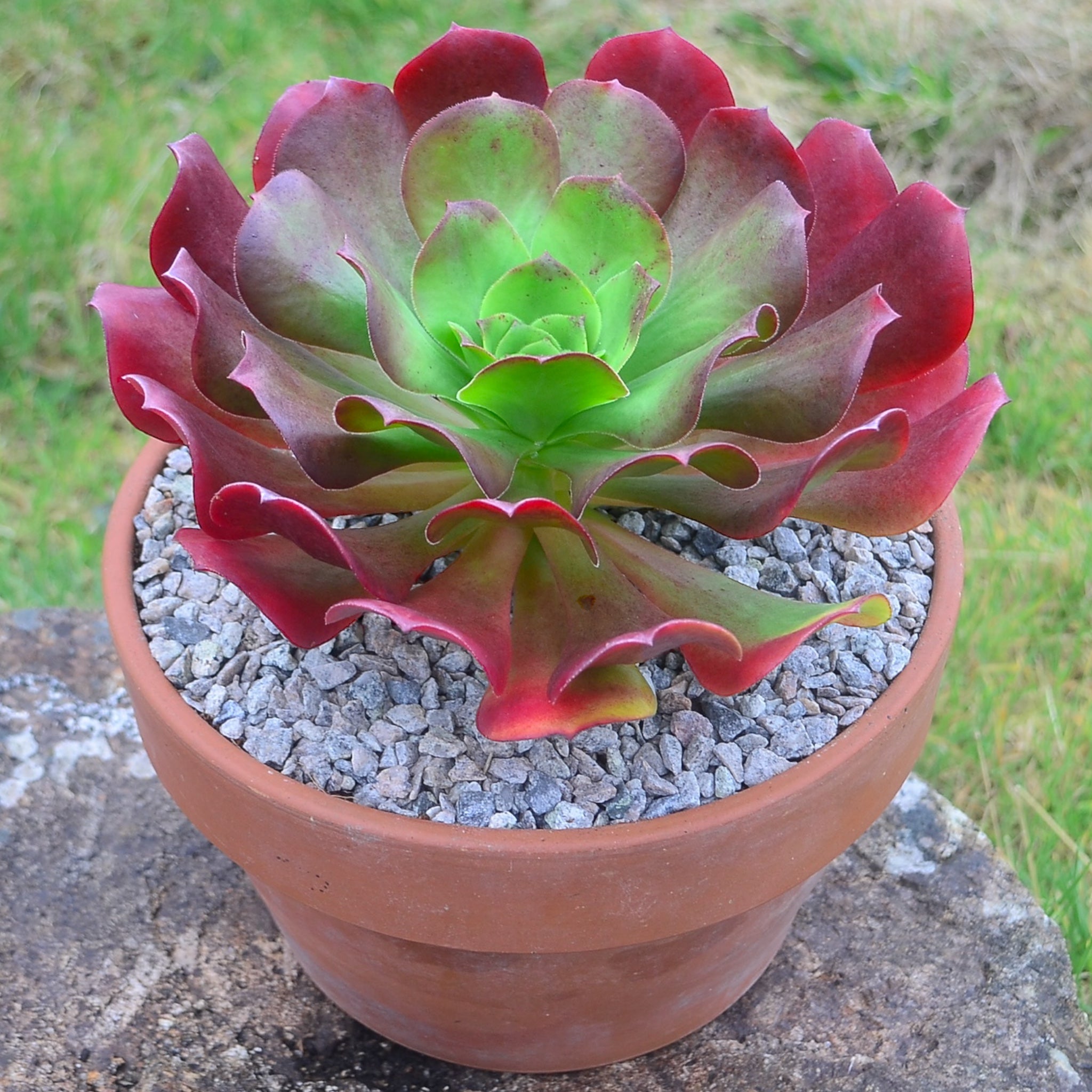 surreal succulents x Semponium 'Darwin' – Surreal Succulents