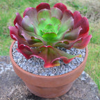 x Semponium 'Darwin'