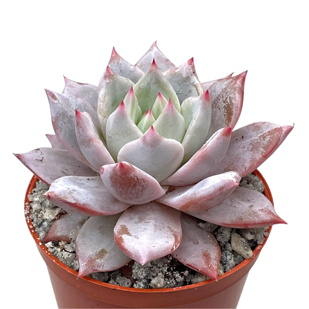 Echeveria 'Blue Bird'