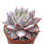 Echeveria 'Blue Bird'