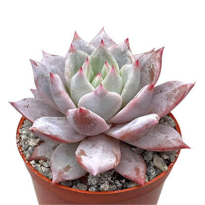 Echeveria 'Blue Bird'