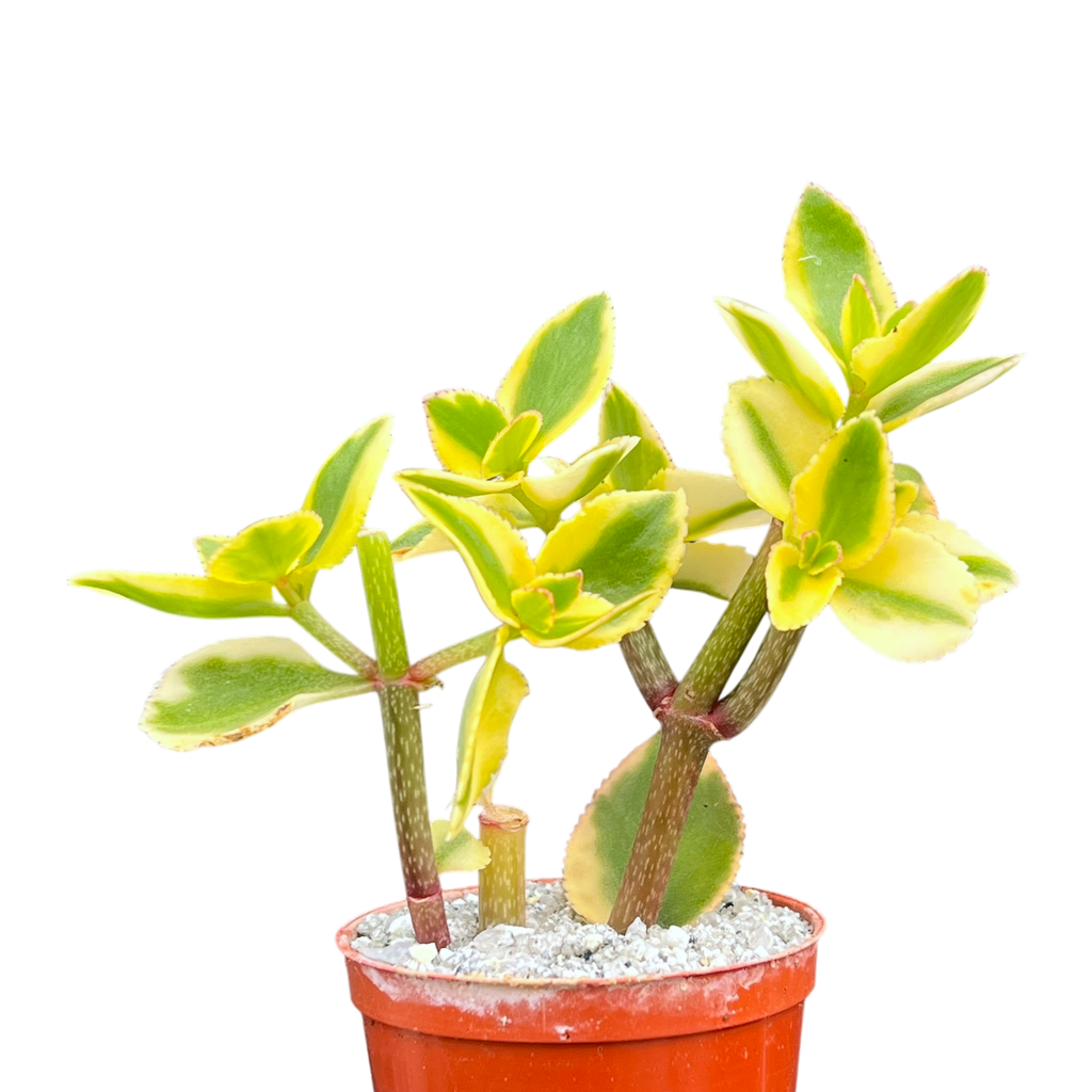 Crassula sarmentosa 'Comet'