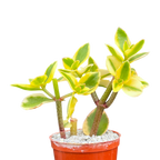 Crassula sarmentosa 'Comet'