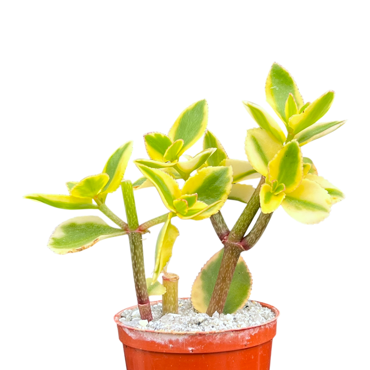 Crassula sarmentosa 'Comet'