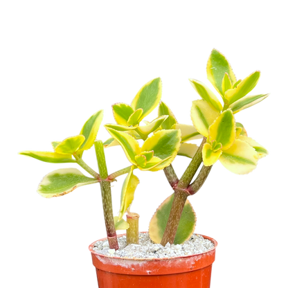 Crassula sarmentosa 'Comet'