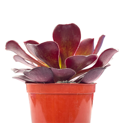 Aeonium 'Deep Purple'
