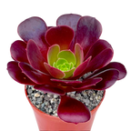 Aeonium 'Velour'
