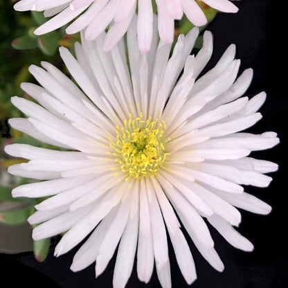 Delosperma