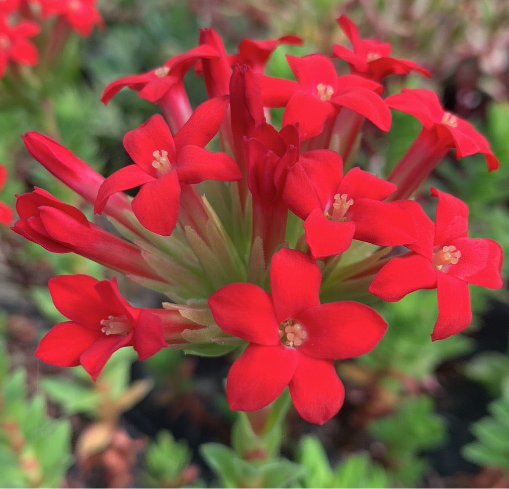 Crassula coccinea