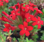 Crassula coccinea