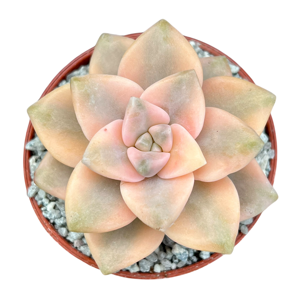 Graptopetalum paraguayense ssp. bernalense variegata