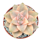 Graptopetalum paraguayense ssp. bernalense variegata