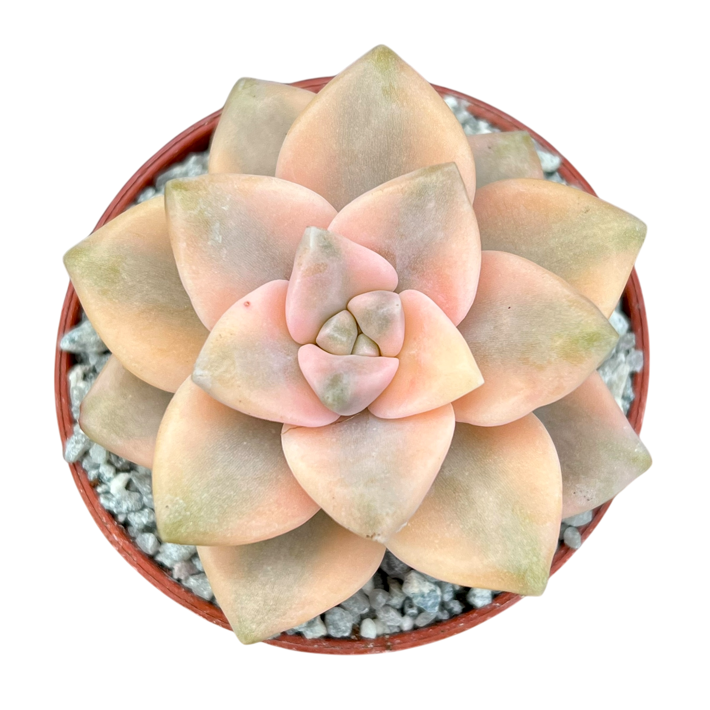 Graptopetalum paraguayense ssp. bernalense variegata